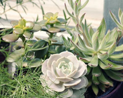 Floral displays